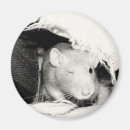 Search for fancy rat magnets Rats