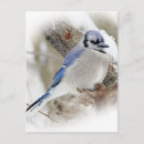 Search for blue jay postcards Nature