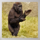 Recherche de chimpanzee posters Primate