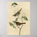 Recherche de throated Moineau