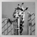 Search for black and white giraffe posters Zoo