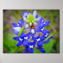 Search for bluebonnet art Flowers