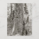 Recherche de arbre sapin cartes postales Forêt