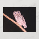 Recherche de rapace cartes postales Nuit