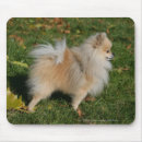 Recherche de profil chien tapis souris Photographe canin