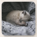 Search for curl coasters Animal