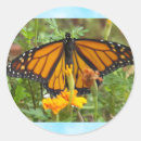 Search for easter butterfly stickers Butterflies