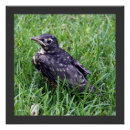 Search for american wildlife posters Birds