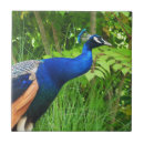 Search for peacock tiles Beautiful