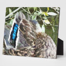 Recherche de plumes plaques Animal