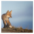 Recherche de mammifères carreaux Canine