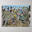 Search for eastern posters Birding