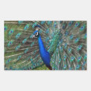 Search for peacock stickers Animal