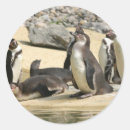 Search for humboldt stickers Penguin