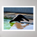 Recherche de otarie posters Mer