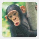 Search for chimpanzee stickers Nature