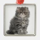 Recherche de persan ornements Chats