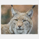 Search for wild cat lynx Bobcat