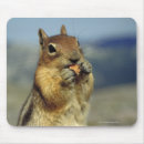 Search for feeding electronics Animal
