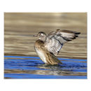 Search for flapping Waterfowl