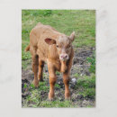 Search for cows vertical postcards Farms