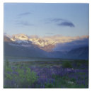 Search for new zealand tiles Lupine