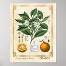 Recherche de vintage herb posters Illustration