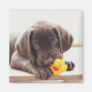 Recherche de mach magnets Animal