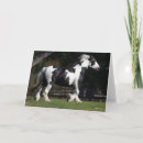 Search for gypsy vanner cards Breed