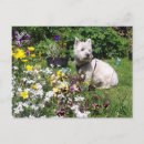 Recherche de westie cartes postales Image
