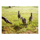 Search for fuzzy art Wildlife