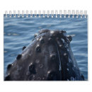 Recherche de baleine calendriers Baleine à bosse