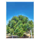 Search for lush green posters Blue