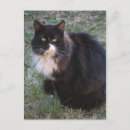 Recherche de furry cartes postales Chat