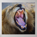 Recherche de lion sauvage posters Safari