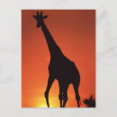 Recherche de kruger cartes postales Parc national kruger