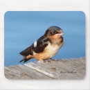 Recherche de hirondelle Nature