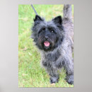 Search for cairn posters Brindle