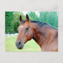 Search for maree postcards Chestnut mare