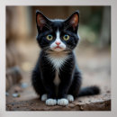 Recherche de chat curieux posters Mignon