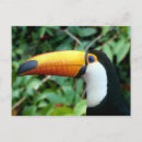Search for beaks postcards Bird