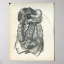 Recherche de intestin posters Abdomen
