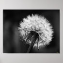 Search for black and white dandelion art Photography