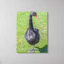 Search for black swans art Animals