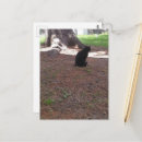 Recherche de chaton adorable cartes postales Unique
