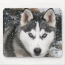 Recherche de husky tapis souris Chiot