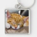 Search for sleeping cat keychains Baby