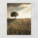 Recherche de faisceaux cartes postales Brun