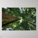 Search for rainforests posters Photography