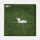 Search for sheep lamb magnets Baby